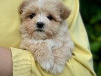 Sağlık ve ırk garantili Maltipoo bebeklerim