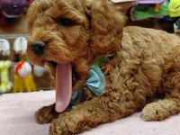 Toy poodle yavrular ırk sağlık garantili