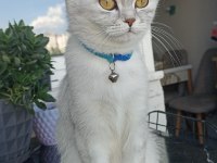 British shorthair Kısır Dişi