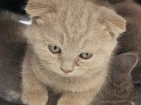 2 aylık erkek scottish fold