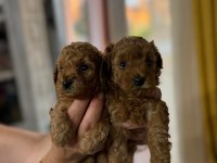 TOY POODLE YAVRULAR AŞILI SAĞLIKLI KARNELİ