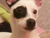 ARES 2 YAŞINDA JACK RUSSELL MELEZİ