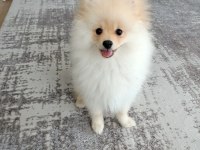 Pomeranian Boo erkek