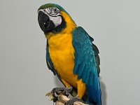 Ara macaw sahiplendirme uyguna ele alışkın uysal