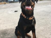 Dişi şampiyon yavrusu rottweiler