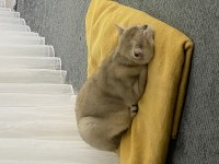 Çok sakin oyuncu british shorthair