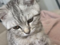 Sahiplendirmek istiyorum british shorthair