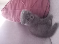 Safkan scottish fold