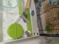 Kafesi ve herşeyi ile birlikte verilecek hamsterlar