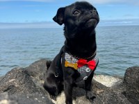 Siyah pug Pascal için yuva arıyoruz