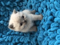 3 adet scottish fold ve british yavrumuz