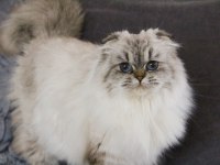 1 YAŞINDA SIFIR KULAK SCOTTISH FOLD KIZIMIZ
