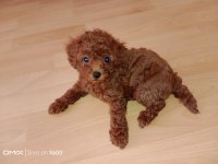 Korekan toy poodle bebekler için iletişim kurabilirsiniz