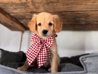 Şeker mi şeker golden retriever bebekler
