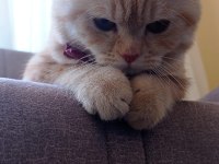 7 aylık british shorthair