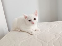 Van Kedisi Yavrusu 3 Aylık Erkek