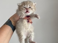 British shorthair yavrular 3 dişi 1 erkek