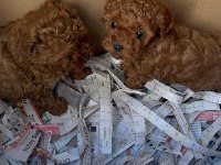 Kore kan toy poodle yavruları daha uygunu yok