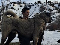 DEĞERİNİ VERENE ORJİNAL KANGAL
