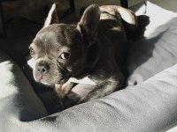 French Bulldog Blue