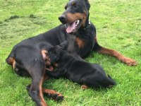 A KALİTE DOBERMAN YAVRULARI