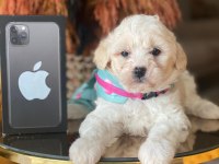 Maltipoo 2.5 aylık