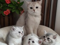 Ücretsiz british shorthair kedisi
