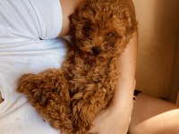 Toy poodle 3 aylık