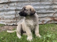 Sivas Kangal Yavrumuz