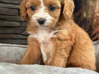Kalite ve Güvenin Adresinden Cavapoo Yavruları