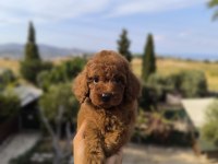 RED TOY POODLE YAVRUSU