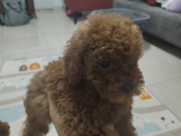 Toy poodle bebekler