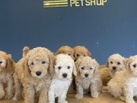 Efsane kalite toy Poodle yavrular Ankara mağazamızda 