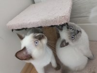 Sakin ve uysal british shorthair yavrular