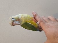 Konur papağanı bebeklerimiz