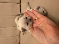 Blue point fold ve british shorthair yavrular