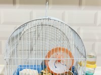HAMSTER SATILIK
