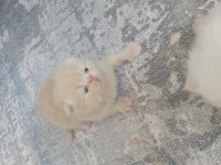 Safkan iran persian yavrular