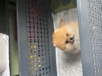 2 aylık pomeranian boo