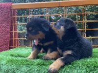İki adet dişi yavru rottweiler