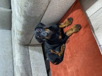 A KALİTE DOBERMAN SİYAH 2 aylık