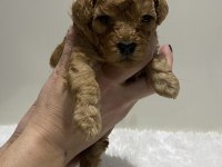 Apricot renk dişi erkek tam toy poodle yavrular