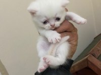 British scottish fold yavrularımız sağlık garantili