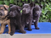 SHOWLINE (DUSUK BEL) ALMAN ÇOBAN KÖPEĞİ