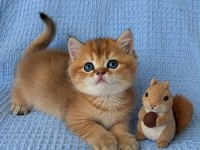 En güzel  ny12 golden british shorthair yavrular
