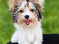 Yorkshire terrier teacup biewer