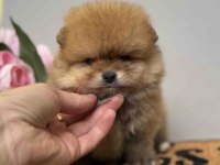 Pomeranian Boo Bakımlı Köpeğimiz