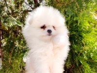 POMERANİAN BOO DİŞİ KALİTEE