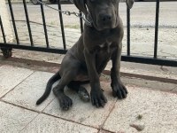 Cane corso blue renk bir dişi ve bir erkek