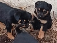 Macar Kafa Rottweiler Yavruları